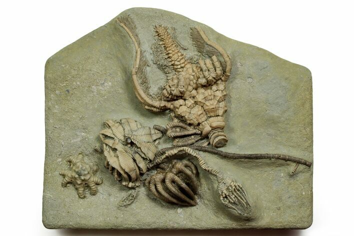 Fossil Crinoid Plate (Six Species) - Crawfordsville, Indiana #371586